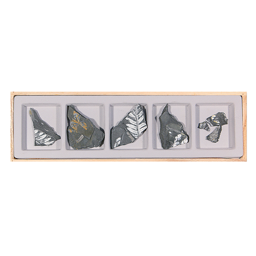 고사리 5종 화석표본